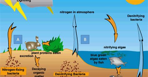 Perbedaan Siklus Fosfor Dengan Siklus Karbon Dan Siklus Nitrogen Adalah