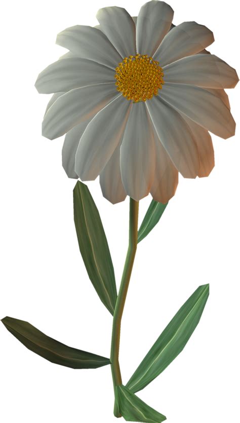 Daisies clipart chamomile flower, Daisies chamomile flower Transparent ...