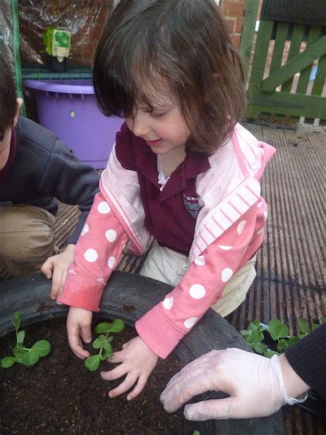 Planting Vegetables From Seedlings Daisykins The Rugby Nursery