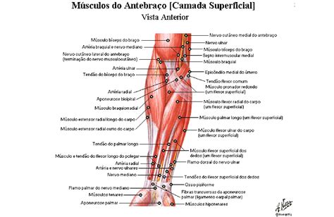 Músculos Do Antebraço Anatomia Papel E Caneta