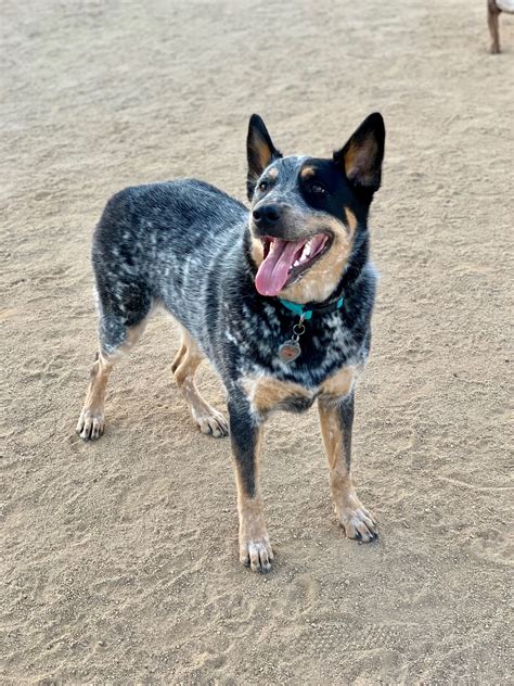 Grey Heeler Dog Aspca Donation Rating