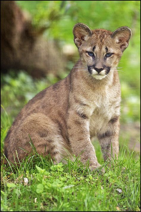 Bienvenido al fan page oficial de los pumas de la unam. Junger Puma Foto & Bild | tiere, zoo, wildpark & falknerei ...