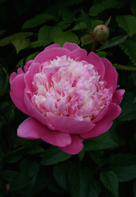 Paeonia Lactiflora Bowl Of Beauty Ballyrobert Gardens