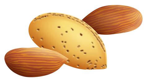 Almonds Clipart Png Clip Art Library
