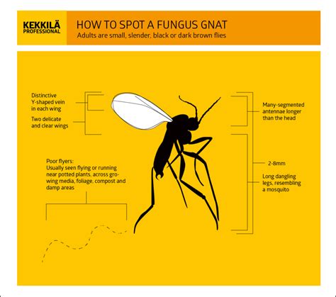 What Causes Gnats In My House