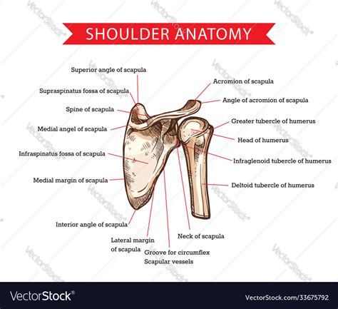 Shoulder Anatomy Sketch Scapula And Humerus Bone Vector Image