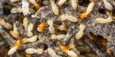 Termite Control Termites Damage Roseburg Oregon