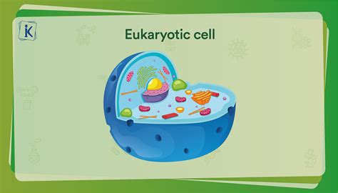 Cell And Its Types Understanding Structure And Functions Of A Cell