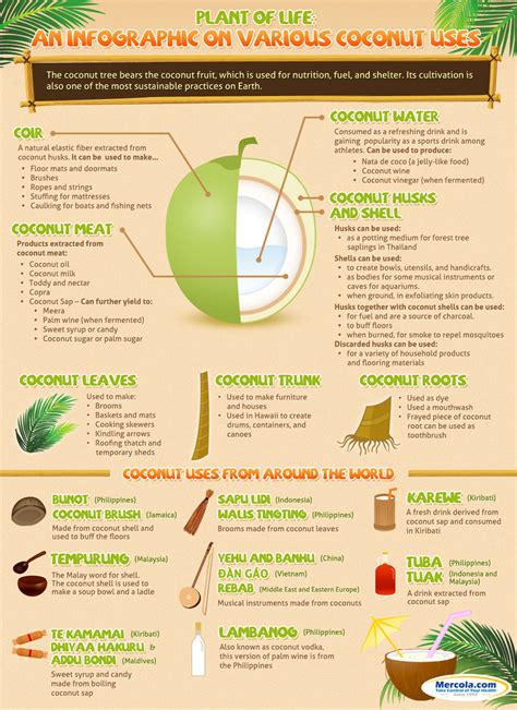 Coconut is a mature fruit of the cocos nucifera palm. Other Uses for Coconut Infographic - NaturalON - Natural ...