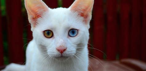 Odd Eyed Cats Heterochromia Cat World