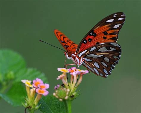 Gulf Fritillary Or Passion Butterfly Agraulis Vanillae Butterfly