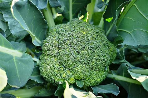 Does Broccoli Continue To Grow After Harvesting Green Cande1974