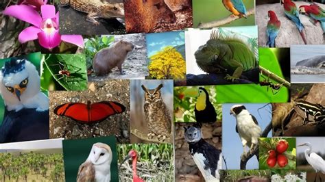 Día Internacional De La Diversidad Biológica 22 De Mayo