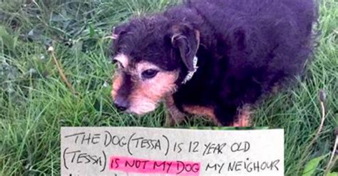 Sweet Older Dog Was Found With A Note That Will Make Your Blood Boil