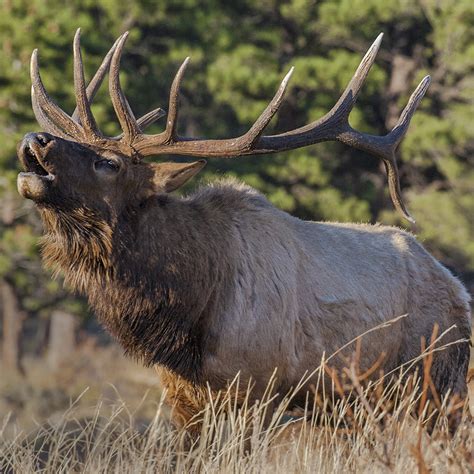 Rocky Mountain Np 40 Elk