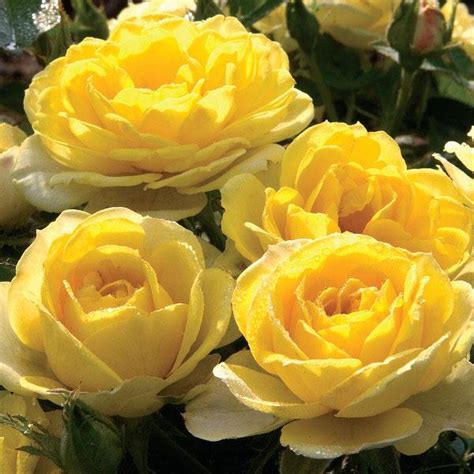 Mini Rose Sunblaze Yellow
