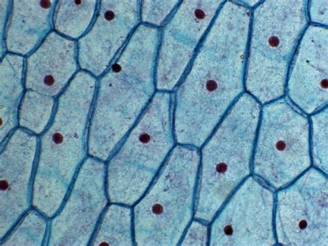 Plant Cells Microscope