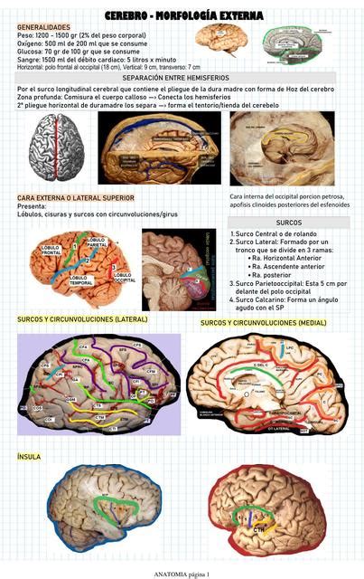 Cerebro Morfología Externa Andybel uDocz