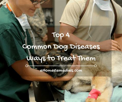 Top 4 Common Dog Diseases And Ways To Treat Them