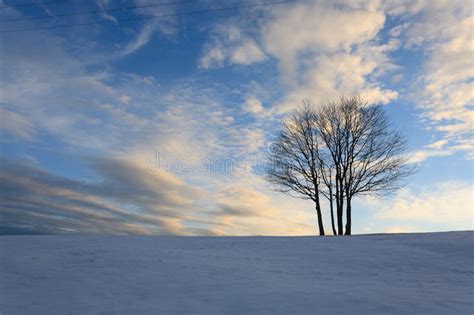 Isolated Tree Over Blue Sky Winter Panorama Stock Photos Free