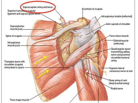 Judet Approach To Scapula Approaches Orthobullets