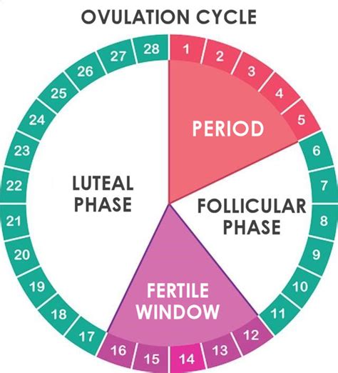 Ovulation Menstrual Cycle Calendar Renie Charmain