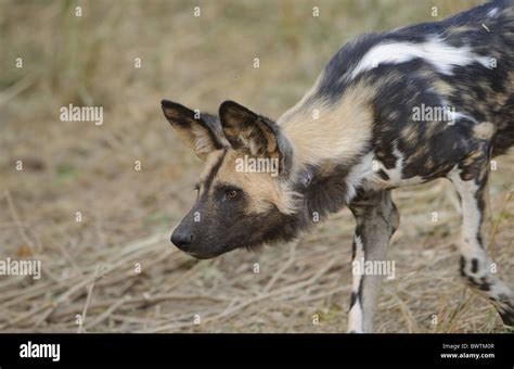 Arid Babies Block Botswana Cute Dry Lie Mashatu Play Predator Pups