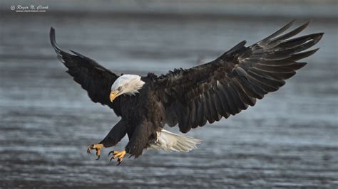 Clarkvision Photograph Bald Eagle In Flight Landing Attack 2525
