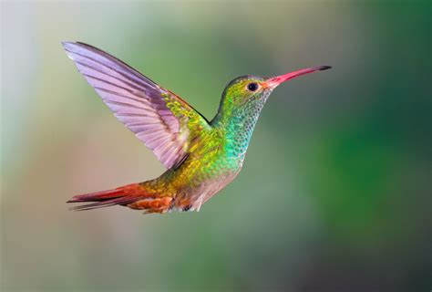 13 Plants That Attract Hummingbirds