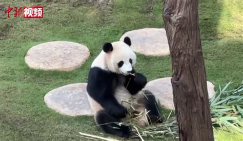 Chinese Giant Pandas Meet The Public Ahead Of World Cup In Qatar
