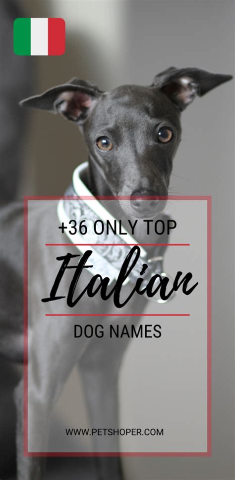 Italian Dog Names 36 Only Top Ideas With Video Petshoper