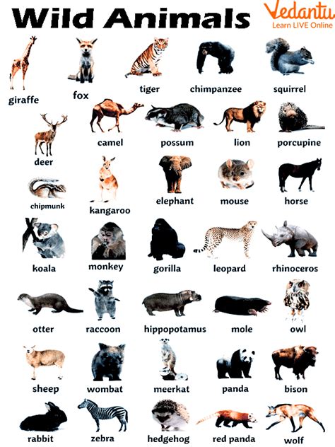 Top 110 Domestic Animals Name List In English