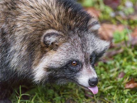 Five Of The Worlds Weirdest Wild Dogs The Nature Nook