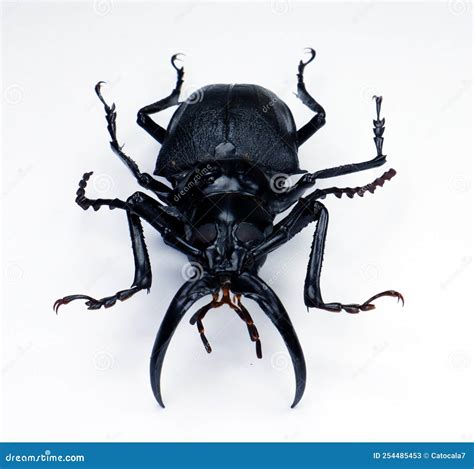 Beetles Isolated On White Giant Longhorn Beetle With Giant Jaws