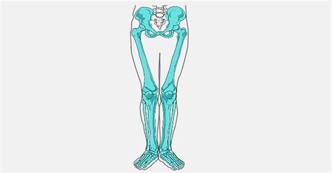 Os membros inferiores do corpo humano são formados por quadril coxas
