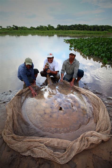 The Worlds Freshwater Giants Are Dying The Seattle Times