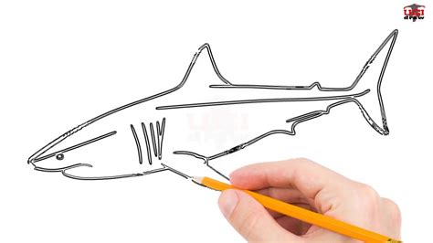 How To Draw A Great White Shark Step By Step Easy For Kids Simple