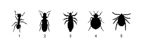 18 bugs that look like ticks there are various bugs that look like ticks and if you want to control health threats and possible infestation, you should know which bugs look like ticks. Learning What a Bedbug Looks Like Can Soothe Your Fears ...