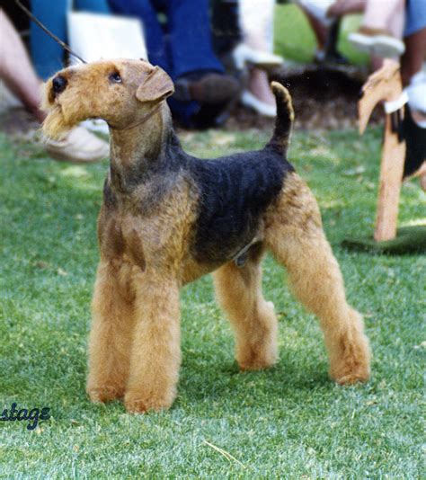 snippet  airedale terrier history