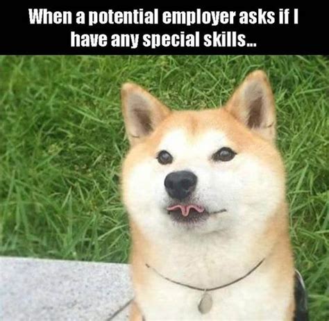 15 Best Shiba Inu Memes Petpress