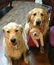 mom,dad and their pup :3 | Cute animals, Cute dogs, Cute puppies
