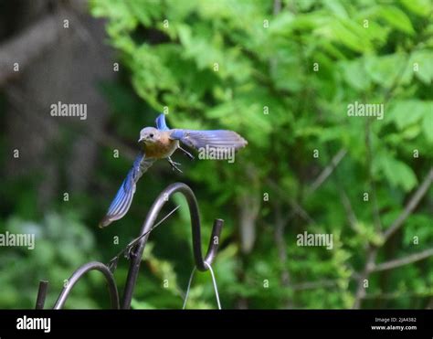 Bluebird In Flight Stock Photo Alamy