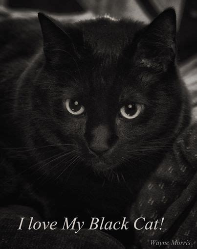 I Love My Black Cat Cats Meow Tabby Cat Kitty Cats Crazy Cat Lady