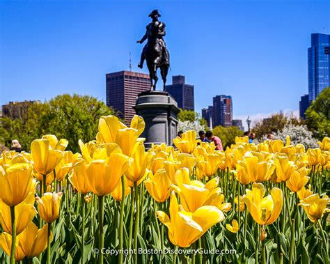Spring Flowers In Boston Cherry Blossoms Boston Discovery Guide