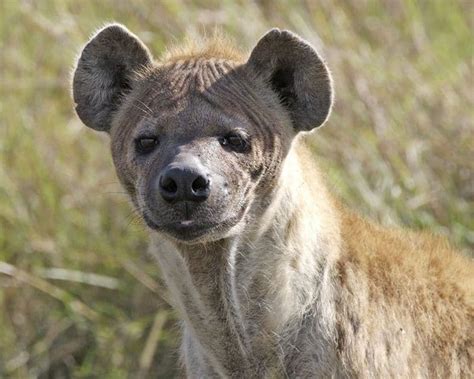 Hyena Animal Facts Crocuta Crocuta Az Animals