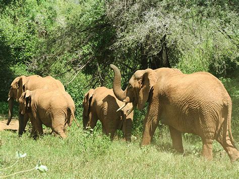 Elephants And Bees › Elephant Behaviour Playback Research