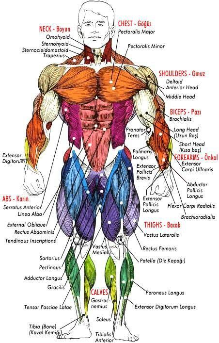 Human Anatomy Muscle Chart