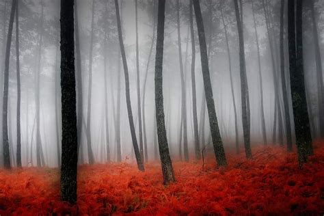 Landscape Autumn Misty Forest Self Adhesive Vinyl