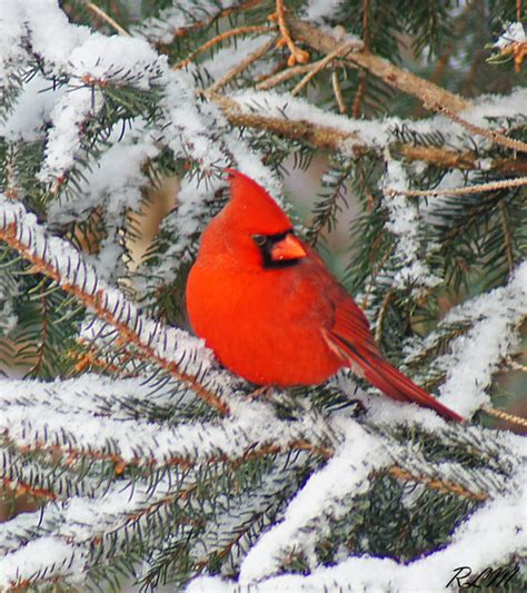 What You Need To Know About Birds In Winter Earthshare New Jersey