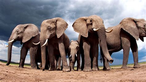 Elephants Protect Elephant Wallpapers And Images Wallpapers Pictures